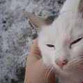 HaninkaD